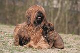 BRIARD 180